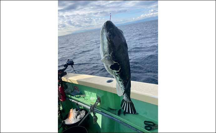 相模湾アマダイ釣りで42cm頭に良型続々【まごうの丸】 ゲストにトラフグ＆アラ