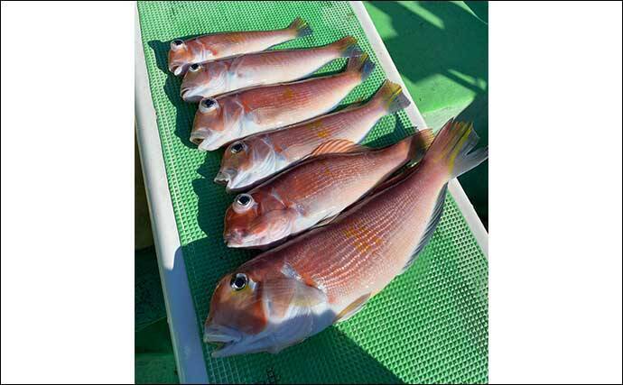 相模湾アマダイ釣りで42cm頭に良型続々【まごうの丸】 ゲストにトラフグ＆アラ