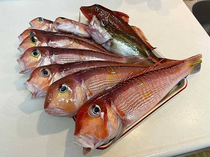 相模湾アマダイ釣りで42cm頭に良型続々【まごうの丸】 ゲストにトラフグ＆アラ