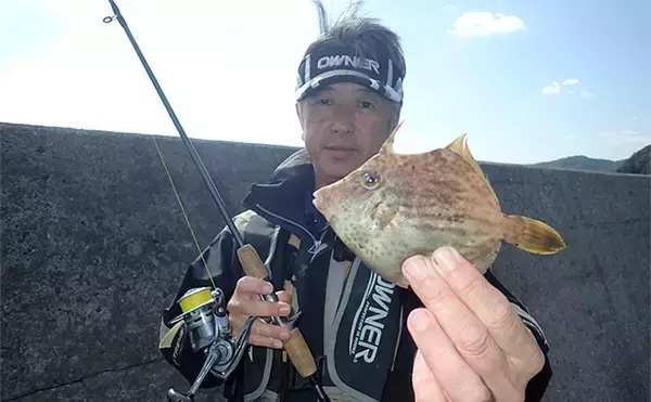 「堤防カワハギ釣りで2ケタ釣果【熊本・天草】胴突き仕掛けの「誘い上げ」が的中」の画像