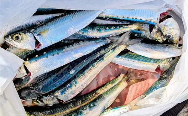 堤防サビキ釣りでマイワシが入れ食い！【宮城・女川】サイズは20cm級と良型
