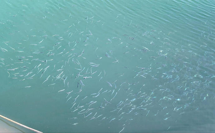 堤防サビキ釣りでマイワシが入れ食い！【宮城・女川】サイズは20cm級と良型