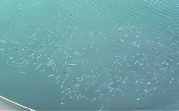 「堤防サビキ釣りでマイワシが入れ食い！【宮城・女川】サイズは20cm級と良型」の画像