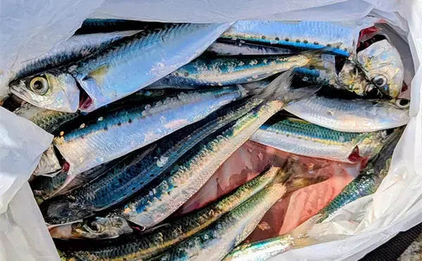 「堤防サビキ釣りでマイワシが入れ食い！【宮城・女川】サイズは20cm級と良型」の画像