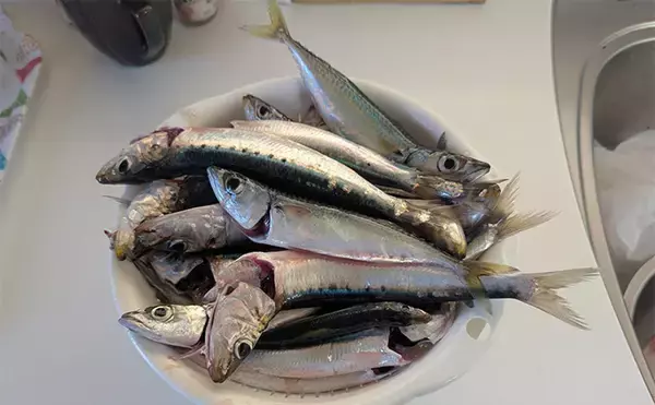 「堤防サビキ釣りでマイワシが入れ食い！【宮城・女川】サイズは20cm級と良型」の画像