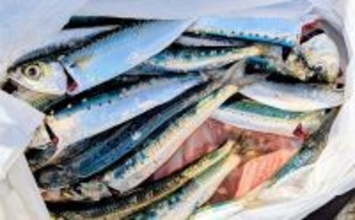 堤防サビキ釣りでマイワシが入れ食い！【宮城・女川】サイズは20cm級と良型