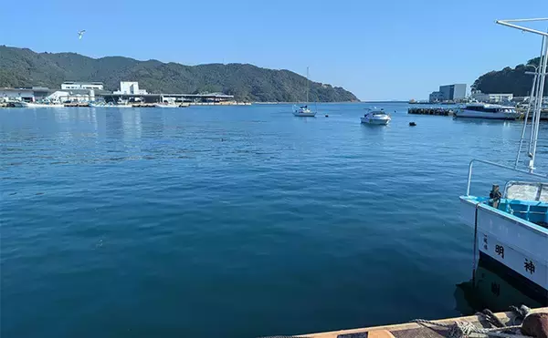 「堤防サビキ釣りでマイワシが入れ食い！【宮城・女川】サイズは20cm級と良型」の画像