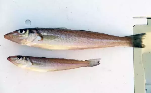 「「低水温期でもキスは釣れた！」超早場の投げキス釣りで本命の動きを捉える」の画像