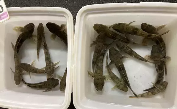 「魚市場に並ぶ魚を観察して8月の奥伊勢湾の釣りを予測　タチウオ＆アジに本格シーズン到来」の画像