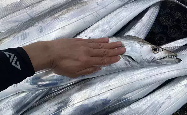 「魚市場に並ぶ魚を観察して8月の奥伊勢湾の釣りを予測　タチウオ＆アジに本格シーズン到来」の画像