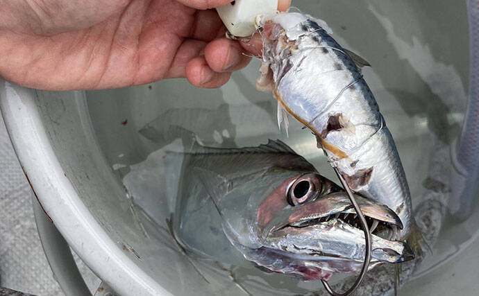 魚市場に並ぶ魚を観察して8月の奥伊勢湾の釣りを予測　タチウオ＆アジに本格シーズン到来