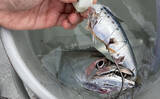 「魚市場に並ぶ魚を観察して8月の奥伊勢湾の釣りを予測　タチウオ＆アジに本格シーズン到来」の画像2