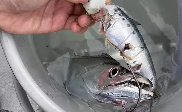 「魚市場に並ぶ魚を観察して8月の奥伊勢湾の釣りを予測　タチウオ＆アジに本格シーズン到来」の画像