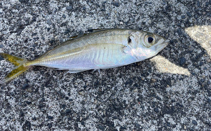 魚市場に並ぶ魚を観察して8月の奥伊勢湾の釣りを予測　タチウオ＆アジに本格シーズン到来