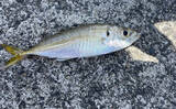 「魚市場に並ぶ魚を観察して8月の奥伊勢湾の釣りを予測　タチウオ＆アジに本格シーズン到来」の画像4