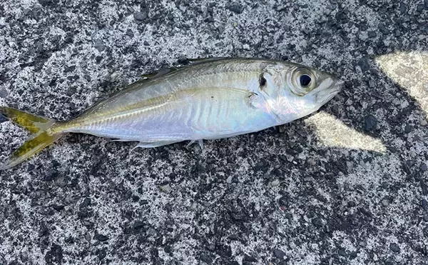 「魚市場に並ぶ魚を観察して8月の奥伊勢湾の釣りを予測　タチウオ＆アジに本格シーズン到来」の画像
