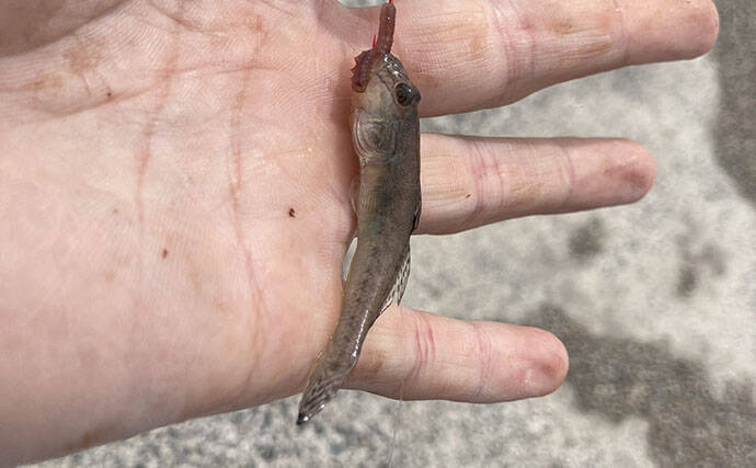 魚市場に並ぶ魚を観察して8月の奥伊勢湾の釣りを予測　タチウオ＆アジに本格シーズン到来