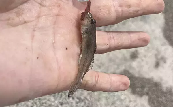 「魚市場に並ぶ魚を観察して8月の奥伊勢湾の釣りを予測　タチウオ＆アジに本格シーズン到来」の画像