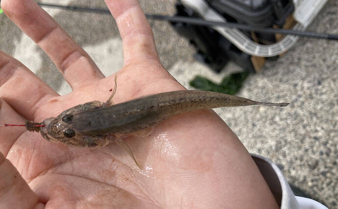 魚市場に並ぶ魚を観察して8月の奥伊勢湾の釣りを予測　タチウオ＆アジに本格シーズン到来