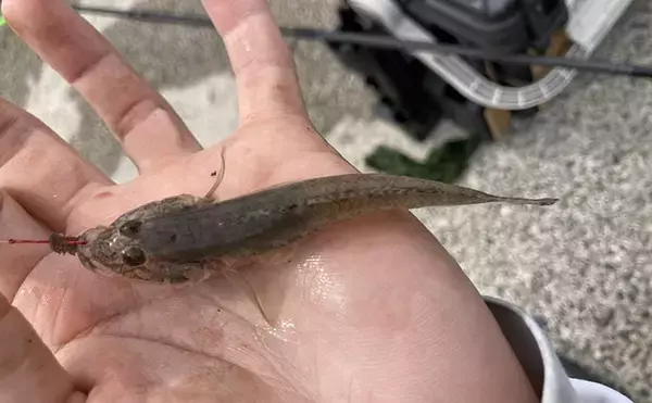 「魚市場に並ぶ魚を観察して8月の奥伊勢湾の釣りを予測　タチウオ＆アジに本格シーズン到来」の画像