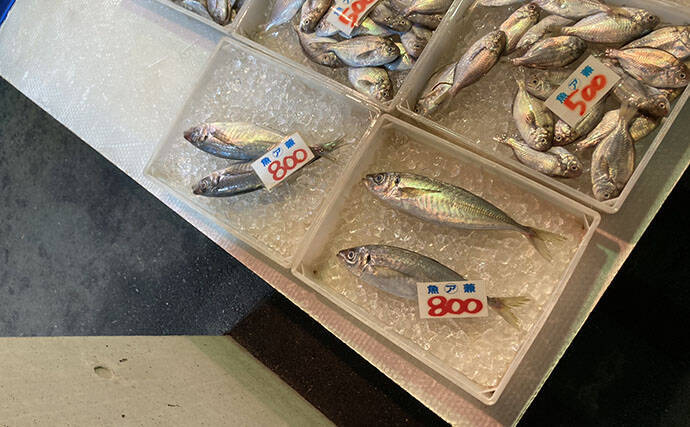 魚市場に並ぶ魚を観察して8月の奥伊勢湾の釣りを予測　タチウオ＆アジに本格シーズン到来