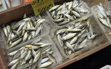 「魚市場に並ぶ魚を観察して8月の奥伊勢湾の釣りを予測　タチウオ＆アジに本格シーズン到来」の画像9
