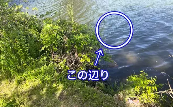 「「第一印象はまさかの臭っ！」苦節20年で人生初のブラックバスが釣れた【豊田市水源公園】」の画像