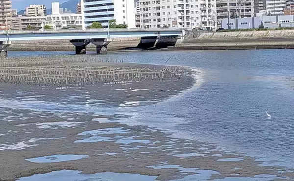 「天満川のトップチニングで42＆47cmのチヌをキャッチ！【広島】満潮狙いが的中」の画像