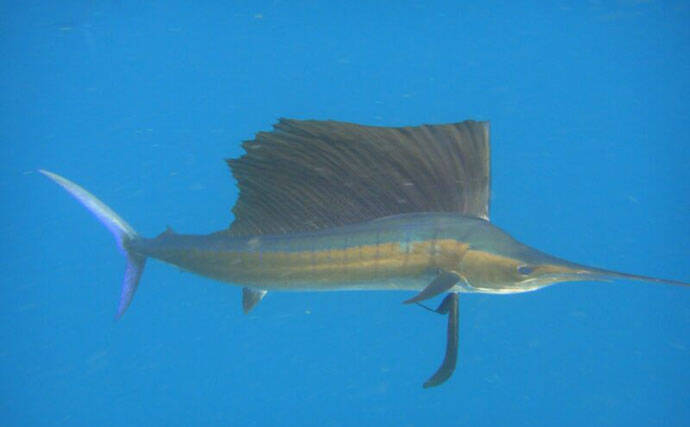 ＜アオザメ＞の驚くべき体温調節能力が明らかに　低水温の深海に潜る前に体温を上げる？