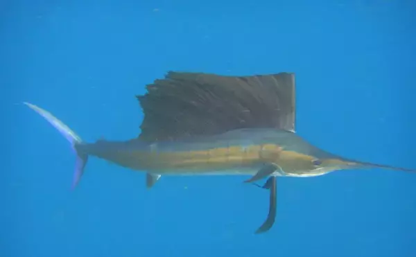 「＜アオザメ＞の驚くべき体温調節能力が明らかに　低水温の深海に潜る前に体温を上げる？」の画像