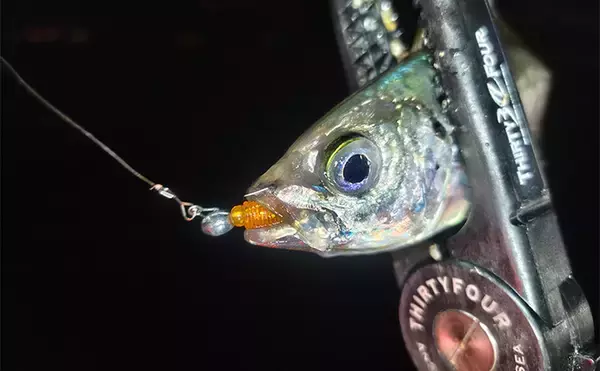 「今シーズン絶不調の伊勢湾奥アジングに挑戦【アールホリック号】満月は釣れない？」の画像