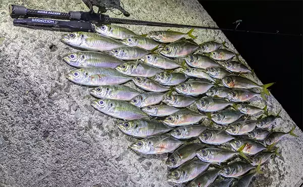 「ニューロッドでアジ連発！」 アジングで25cm筆頭に40匹超え【和歌山・中紀】