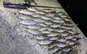 「ニューロッドでアジ連発！」 アジングで25cm筆頭に40匹超え【和歌山・中紀】