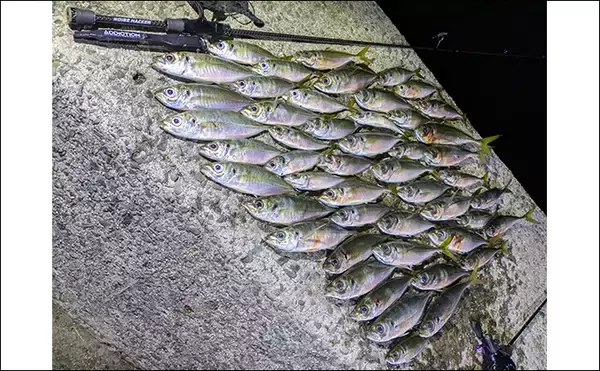 「「ニューロッドでアジ連発！」 アジングで25cm筆頭に40匹超え【和歌山・中紀】」の画像