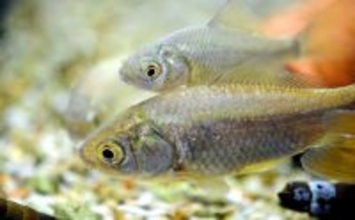 身近な魚「フナ」のすごい特技とは？　凍った水の中でも生き続けられるのにはワケがあった