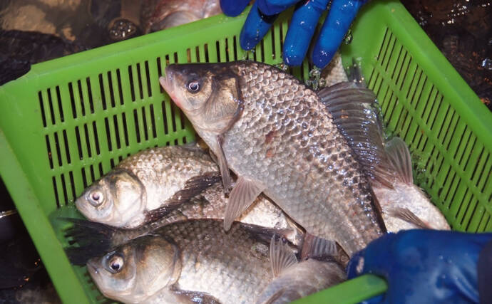 身近な魚「フナ」のすごい特技とは？　凍った水の中でも生き続けられるのにはワケがあった