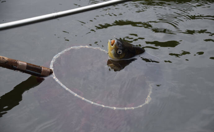 身近な魚「フナ」のすごい特技とは？　凍った水の中でも生き続けられるのにはワケがあった
