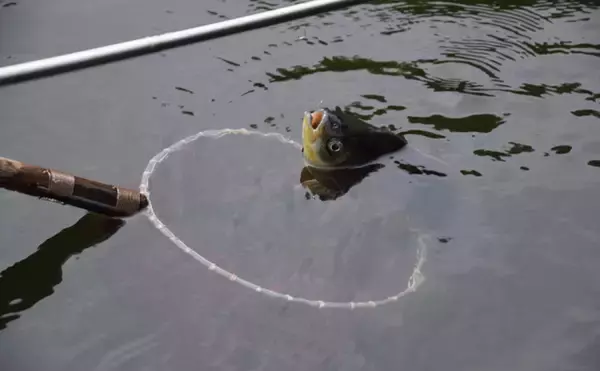 「身近な魚「フナ」のすごい特技とは？　凍った水の中でも生き続けられるのにはワケがあった」の画像