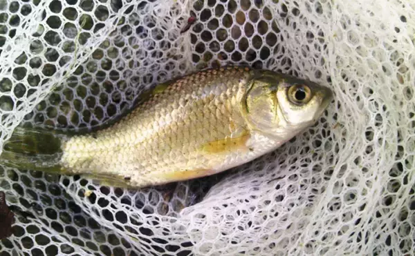 「身近な魚「フナ」のすごい特技とは？　凍った水の中でも生き続けられるのにはワケがあった」の画像