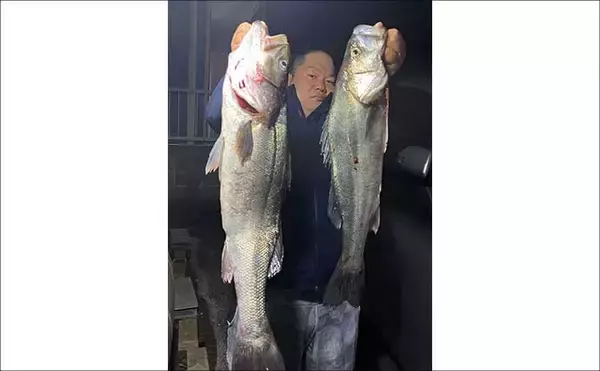 「「ベイトの小魚が接岸中！」陸っぱりルアー釣りで良型シーバス連打【福岡】」の画像