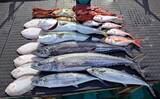 「タイラバで本命マダイが船中2桁釣果！【沖のルアー最新情報9選・三重】」の画像3