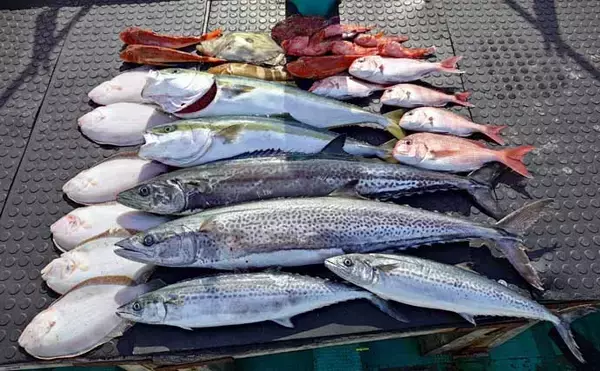 「タイラバで本命マダイが船中2桁釣果！【沖のルアー最新情報9選・三重】」の画像