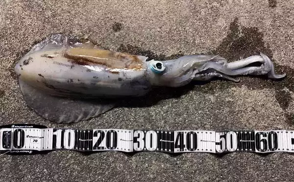 陸っぱりナイトエギングで1.65kgアオリイカ手中　中層狙いが奏功