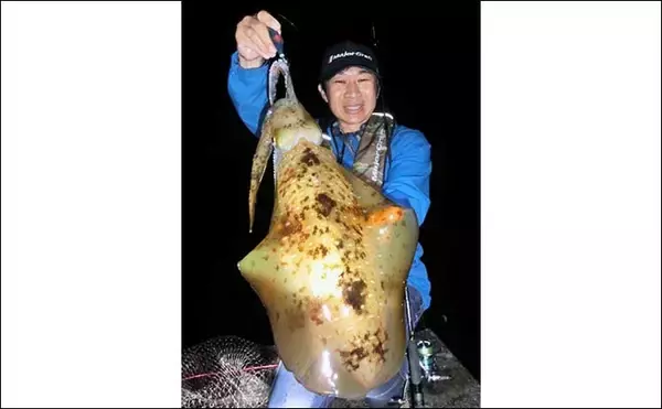 「陸っぱりナイトエギングで1.65kgアオリイカ手中　中層狙いが奏功」の画像