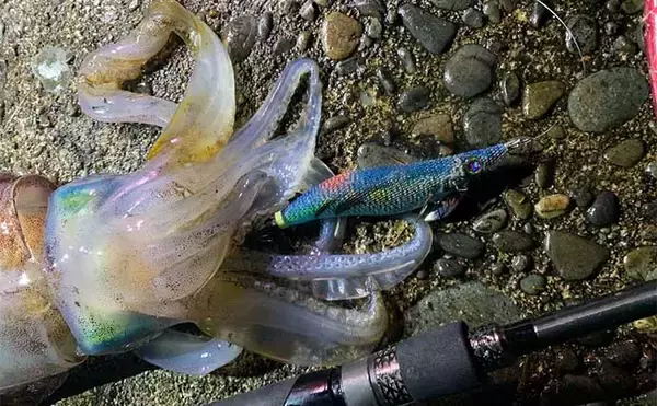 「陸っぱりナイトエギングで1.65kgアオリイカ手中　中層狙いが奏功」の画像