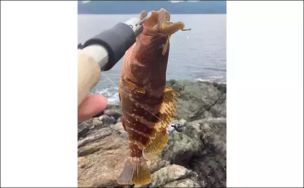 「沖磯グルーパー（根魚）ゲーム釣行で35cm級アコウに想定外のマダイも」の画像
