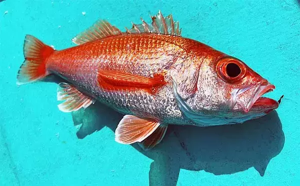 レンタルボートでアカムツを連打【富山・ジョイマリン】 ゼロテンションが決め手