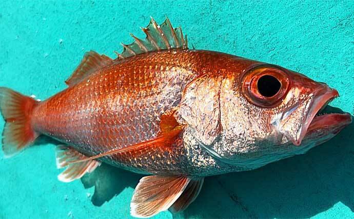 レンタルボートでアカムツを連打【富山・ジョイマリン】 ゼロテンションが決め手