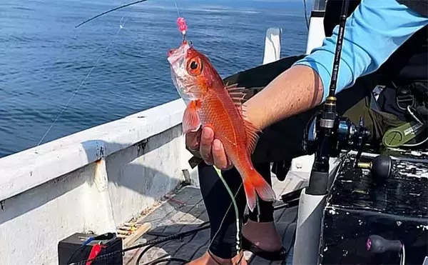 「レンタルボートでアカムツを連打【富山・ジョイマリン】 ゼロテンションが決め手」の画像