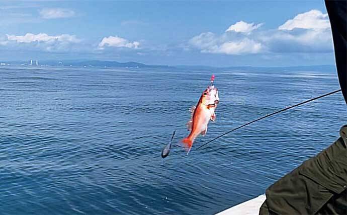 レンタルボートでアカムツを連打【富山・ジョイマリン】 ゼロテンションが決め手